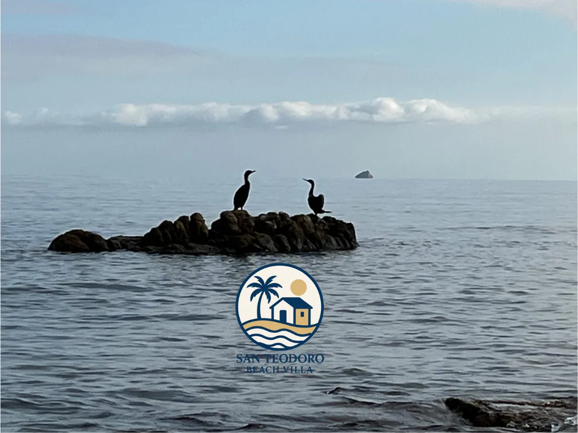 Two cormorants on a rock in calm sea off the San Teodoro coast
